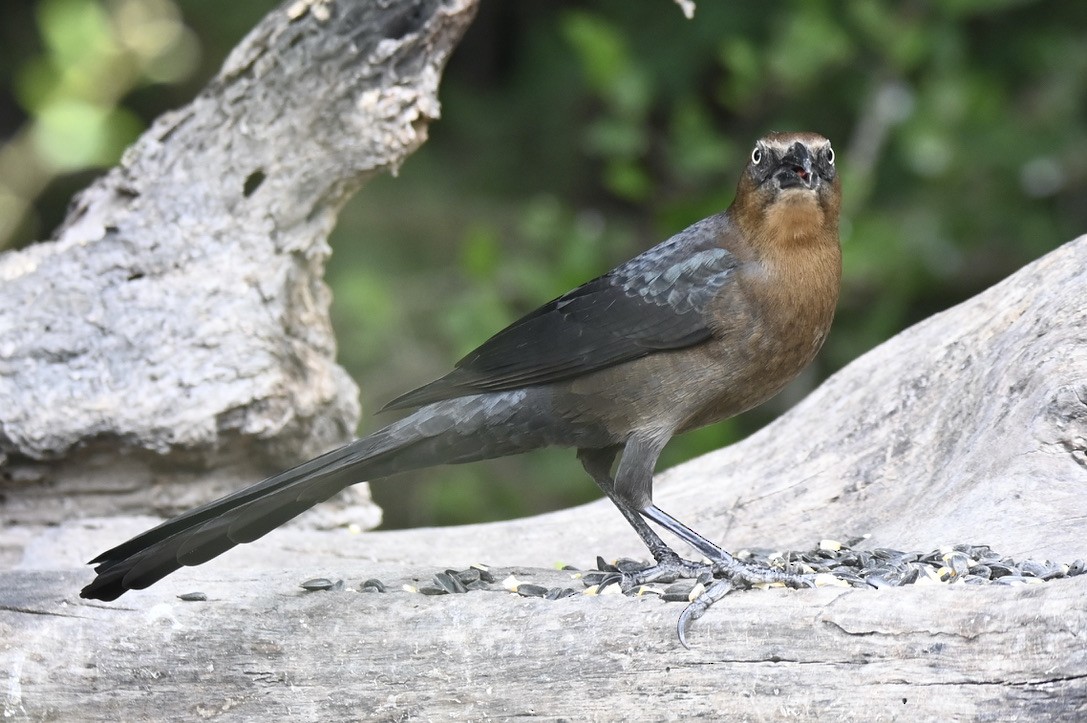 Great-tailed Grackle - ML645394860