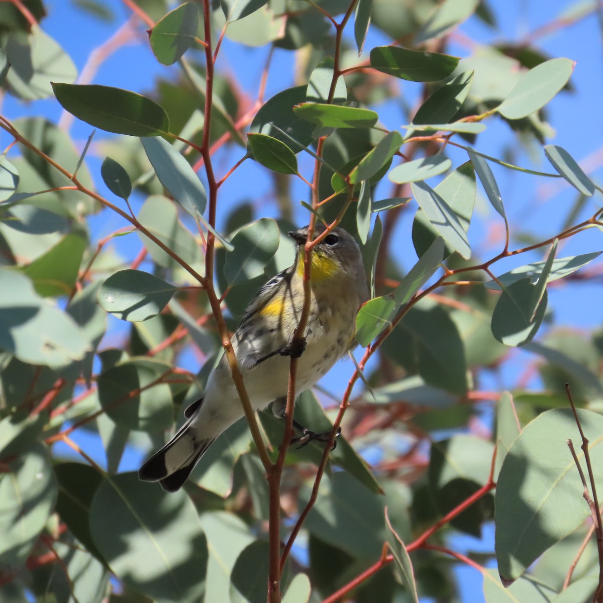 Yellow-rumped Warbler (Audubon's) - ML645394862