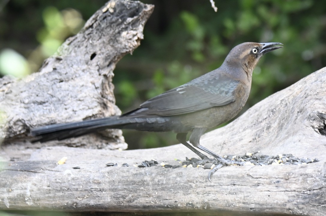 Great-tailed Grackle - ML645394863