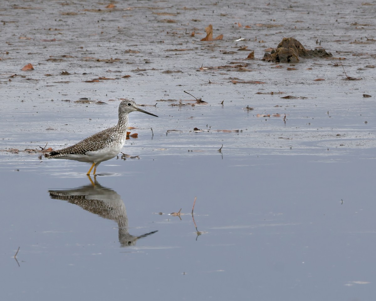 コキアシシギ／オオキアシシギ - ML645394867