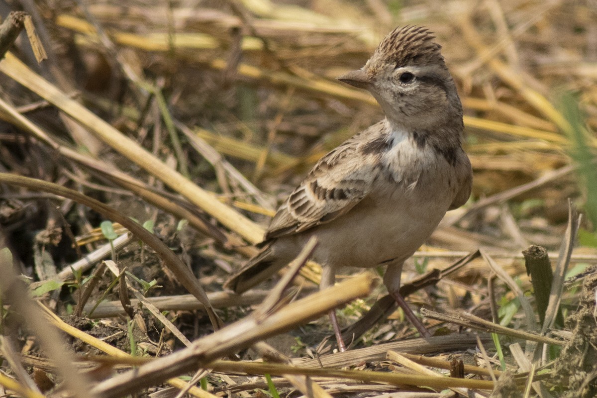 Жайворонок тибетський - ML645394872