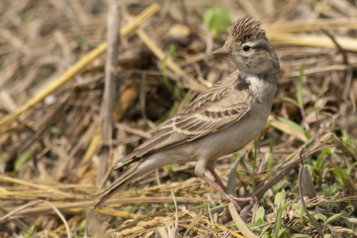 Жайворонок тибетський - ML645394874