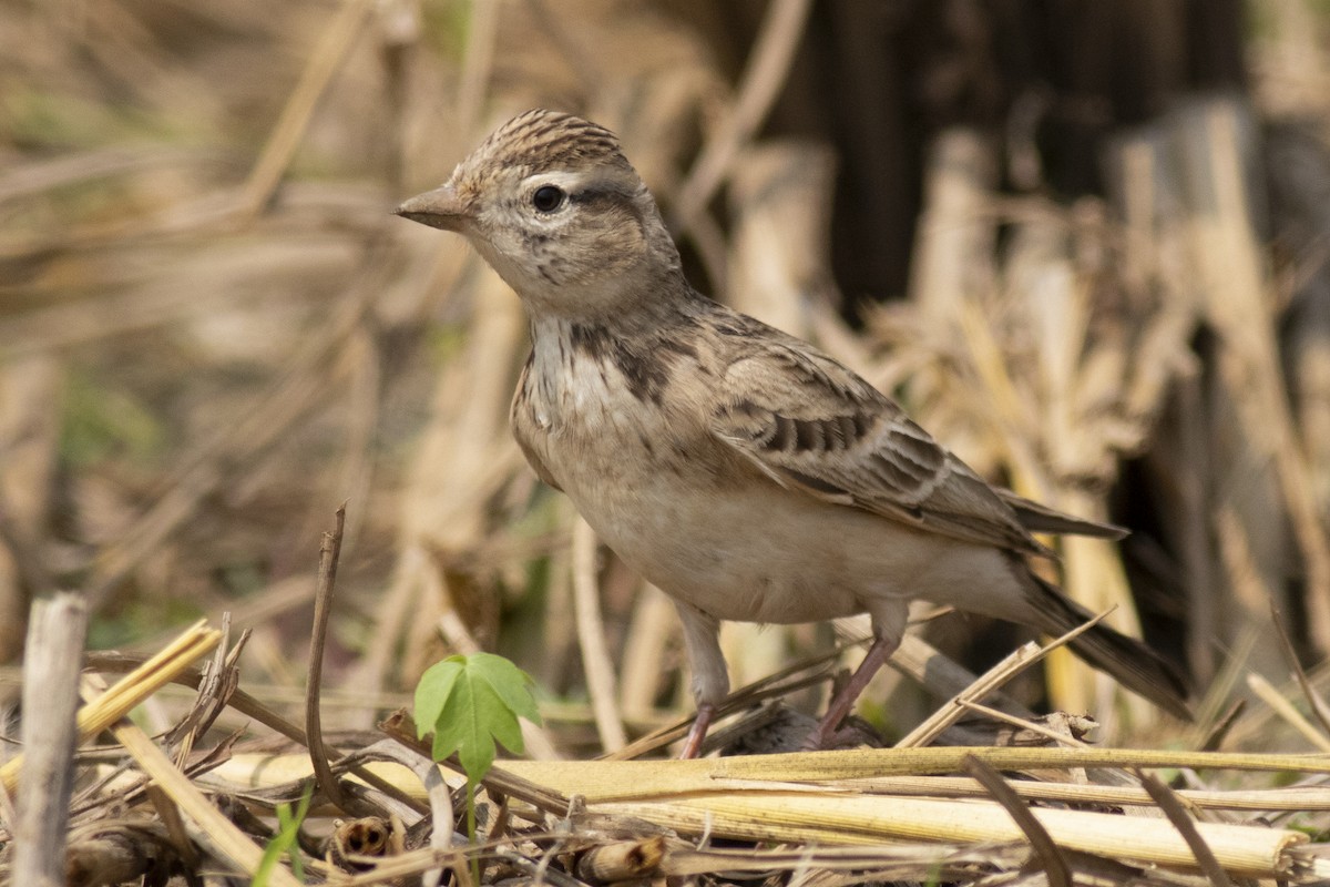 Жайворонок тибетський - ML645394875