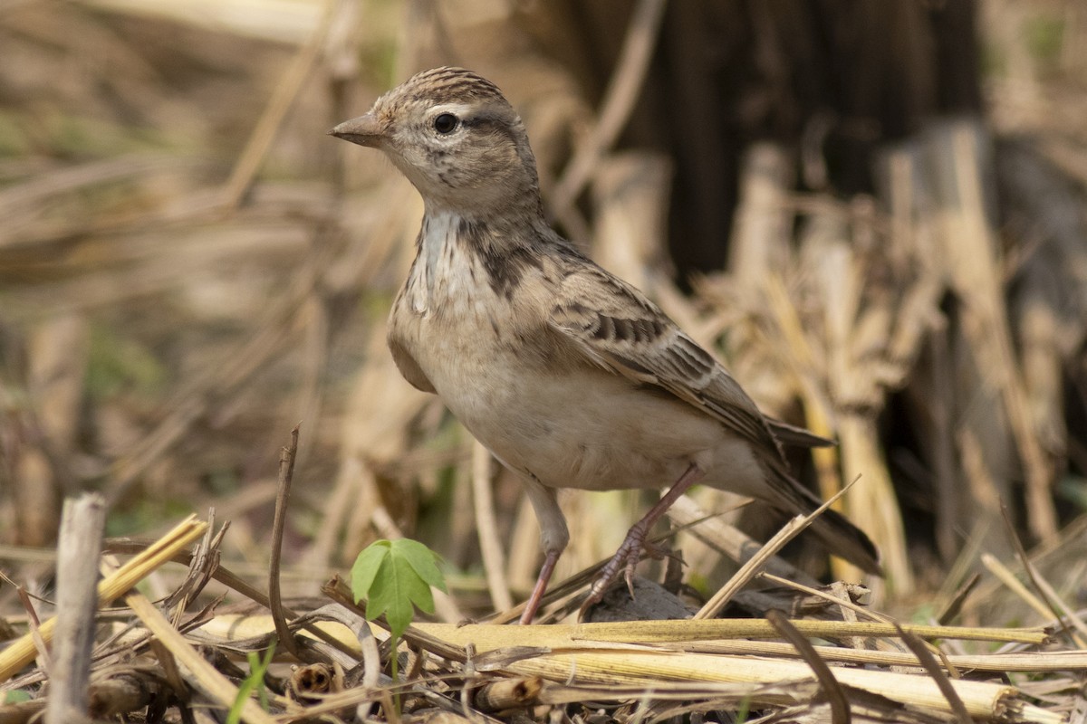 Жайворонок тибетський - ML645394876