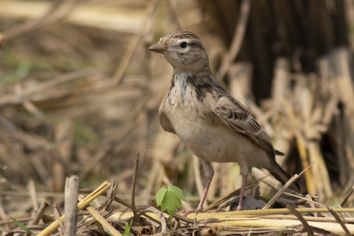 Жайворонок тибетський - ML645394878