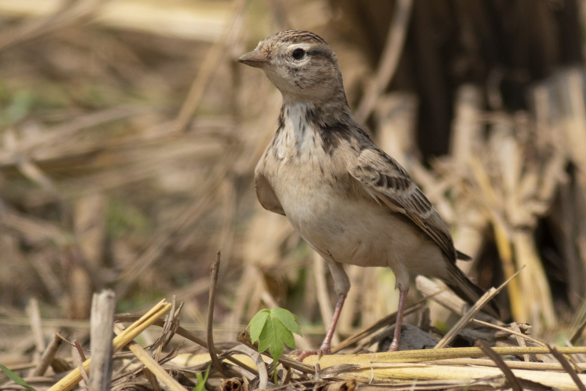 Жайворонок тибетський - ML645394880