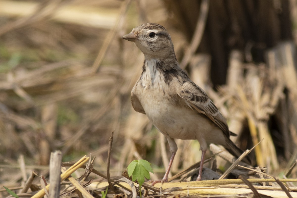 Жайворонок тибетський - ML645394881
