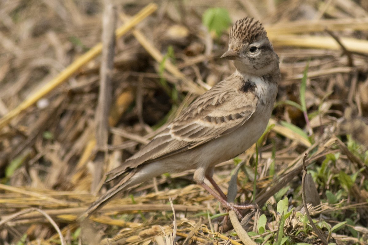 Жайворонок тибетський - ML645394882