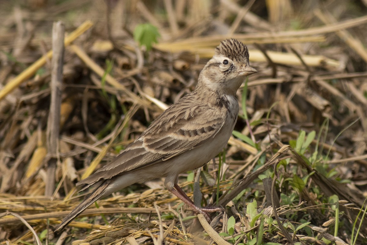 Жайворонок тибетський - ML645394886