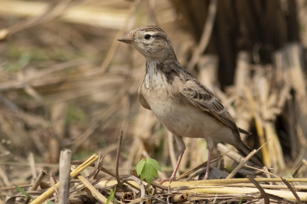Жайворонок тибетський - ML645394887