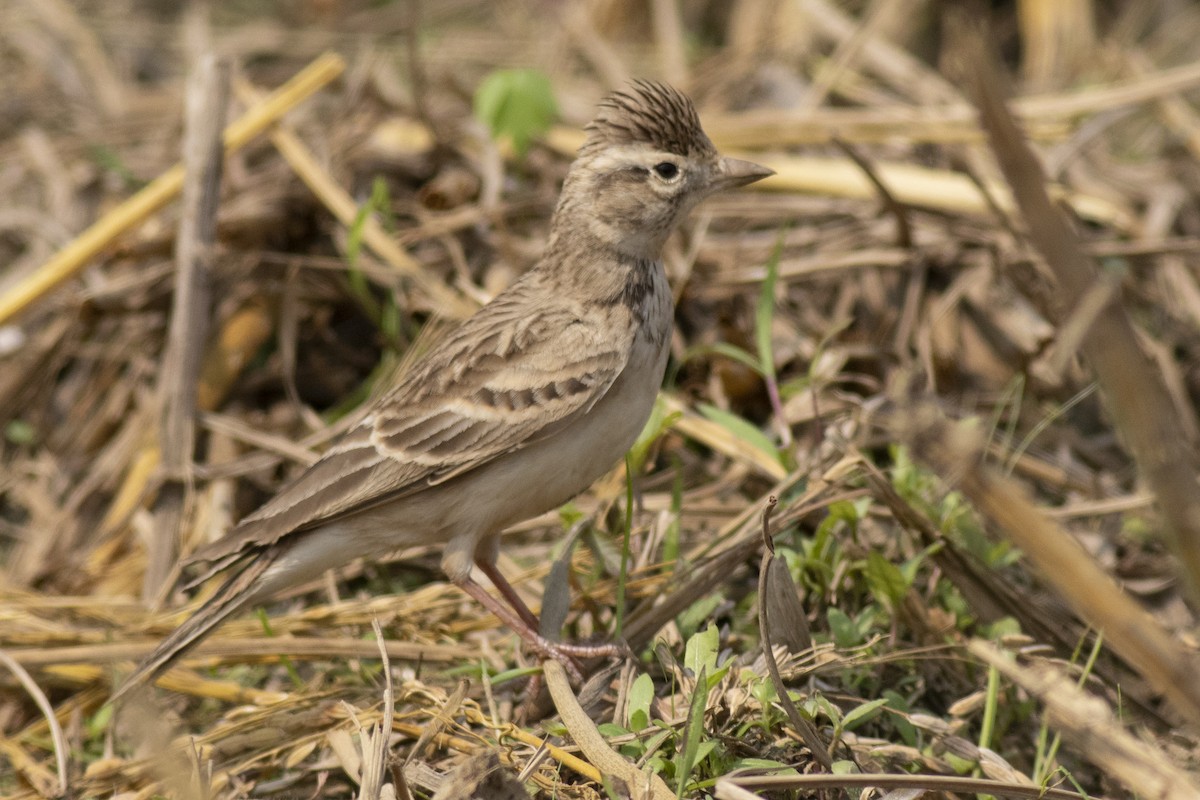 Жайворонок тибетський - ML645394888