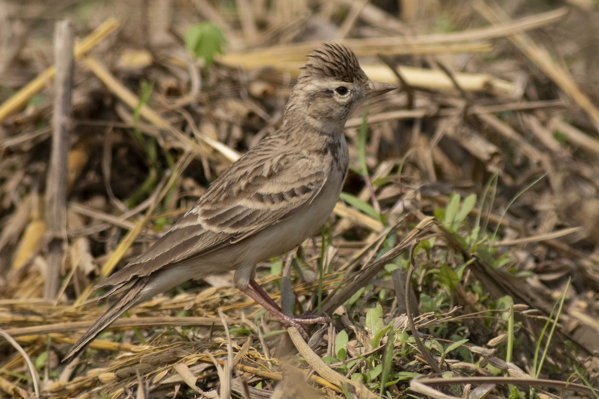 Жайворонок тибетський - ML645394889