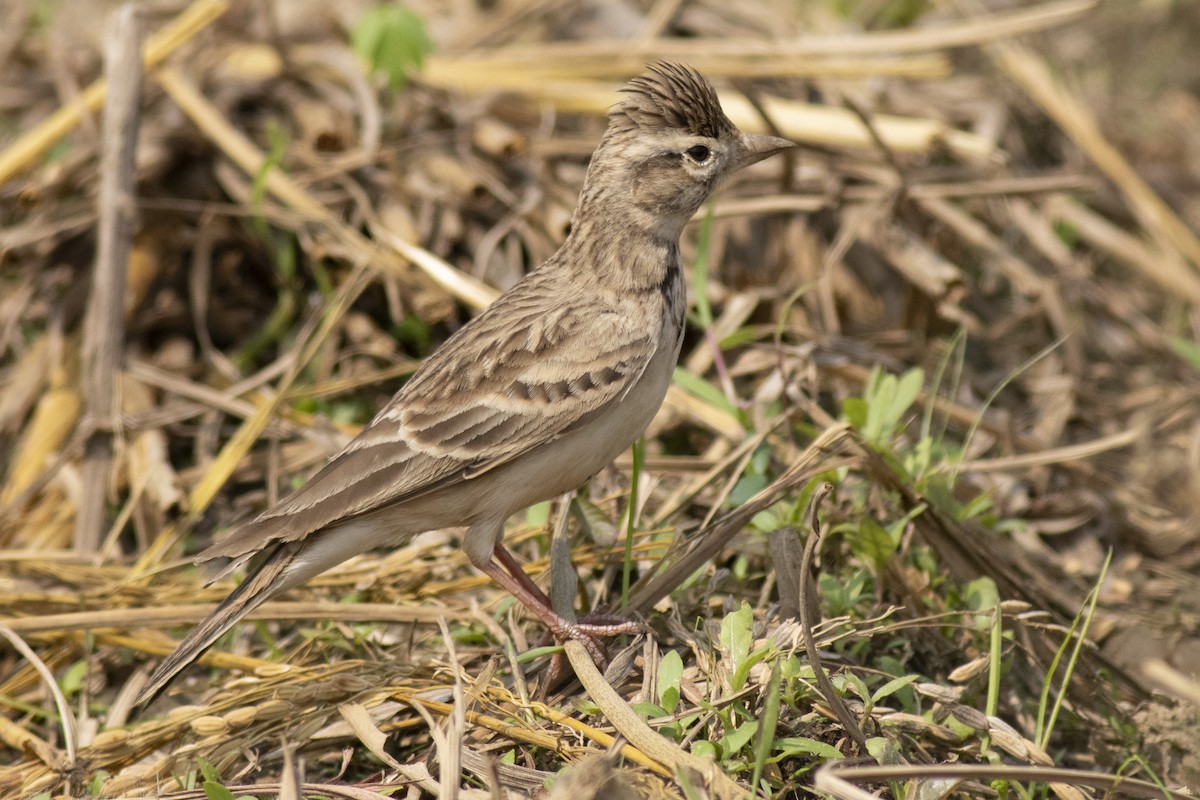 Жайворонок тибетський - ML645394890