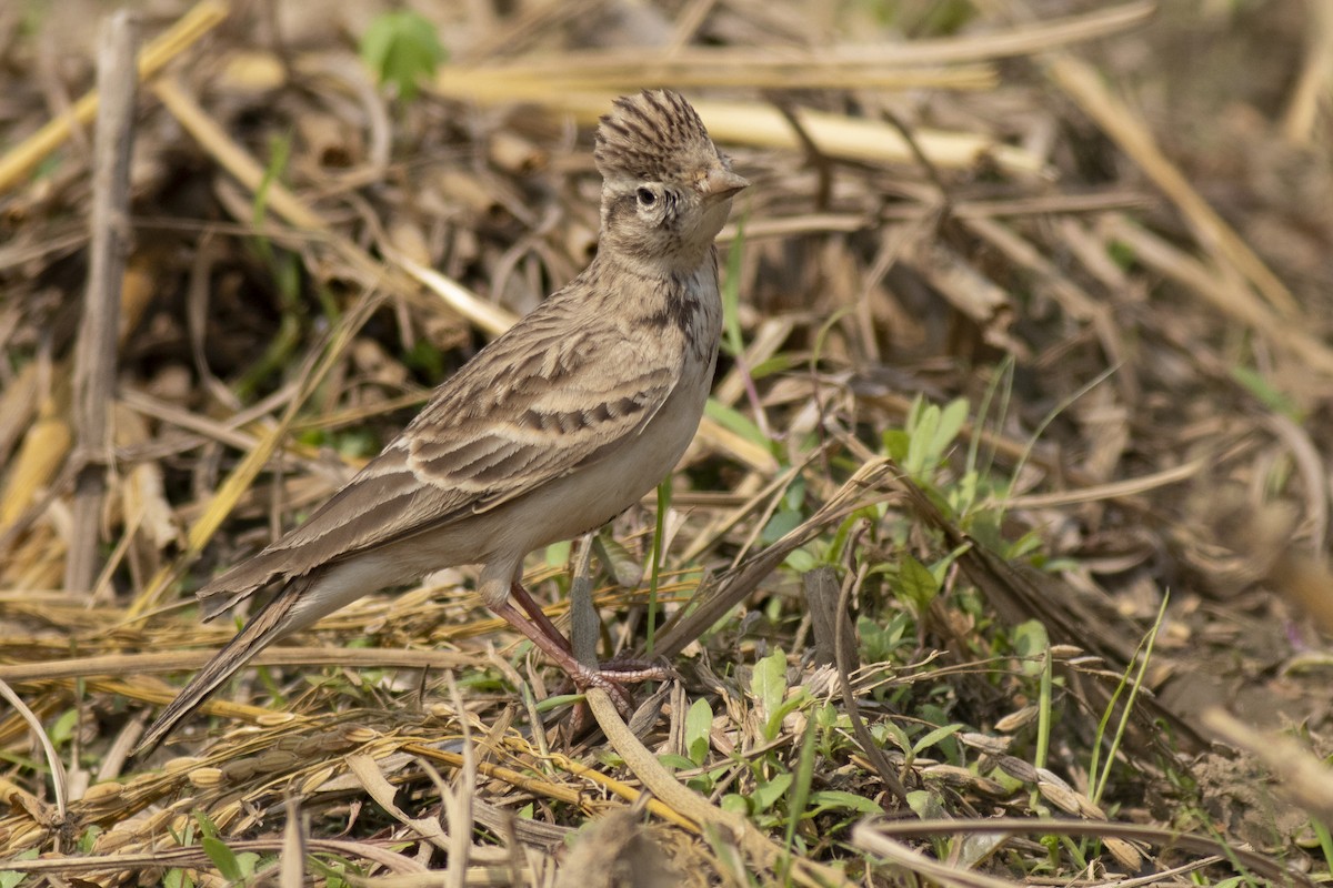 Жайворонок тибетський - ML645394891