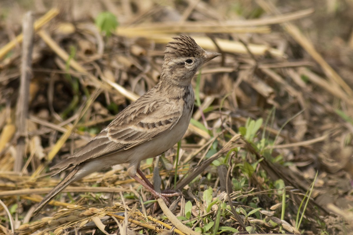 Жайворонок тибетський - ML645394892
