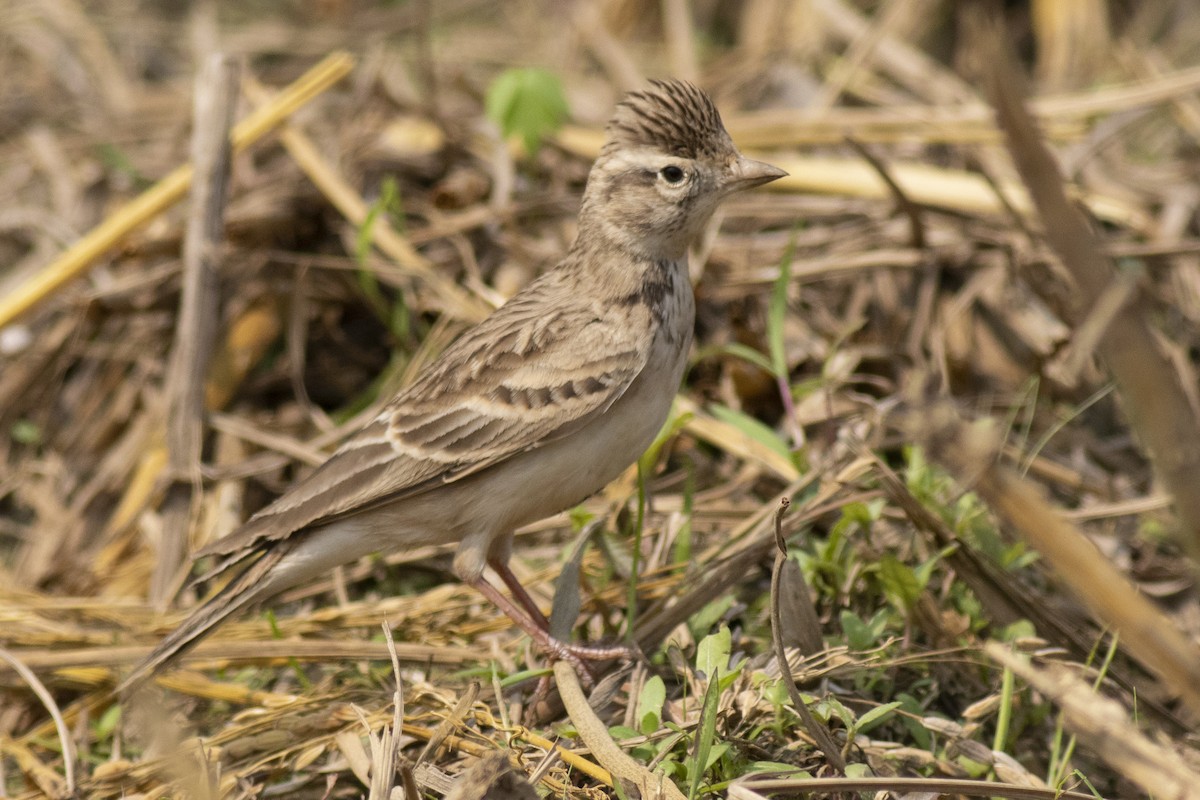 Жайворонок тибетський - ML645394893