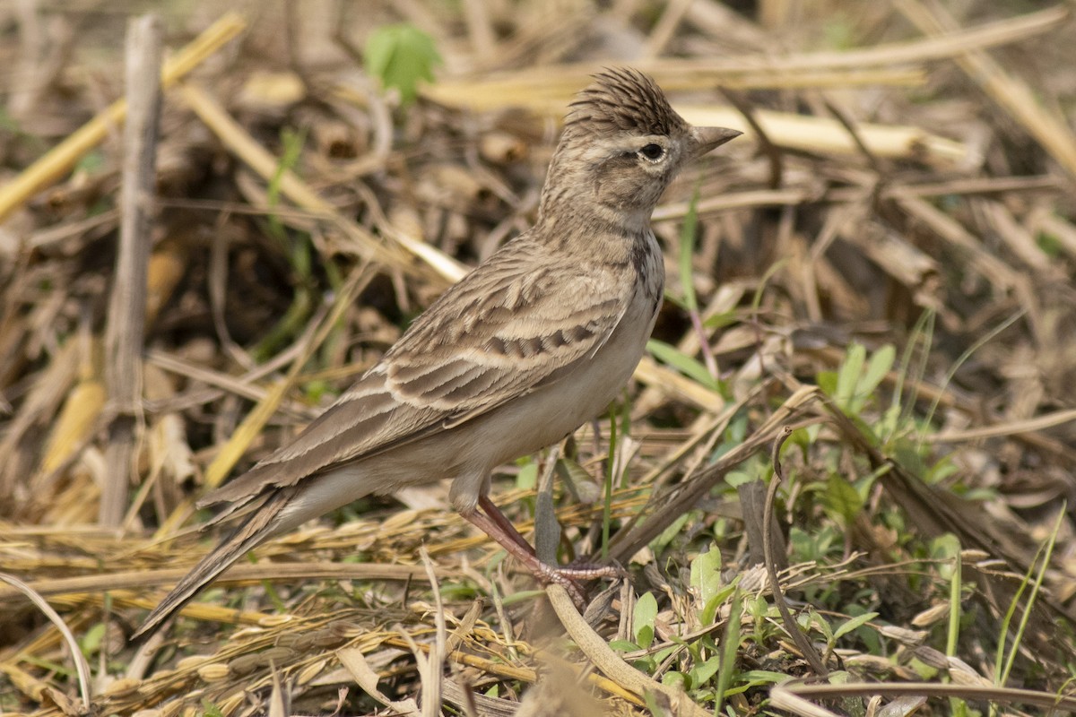 Жайворонок тибетський - ML645394894
