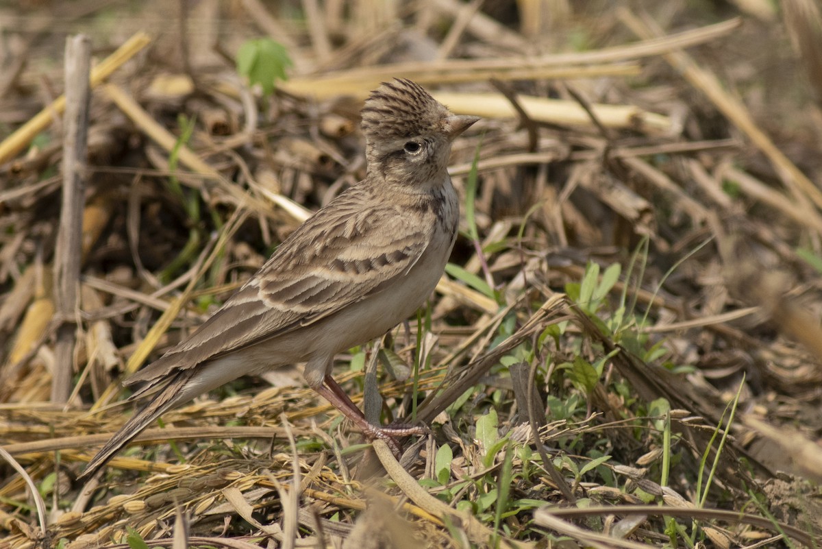 Жайворонок тибетський - ML645394895
