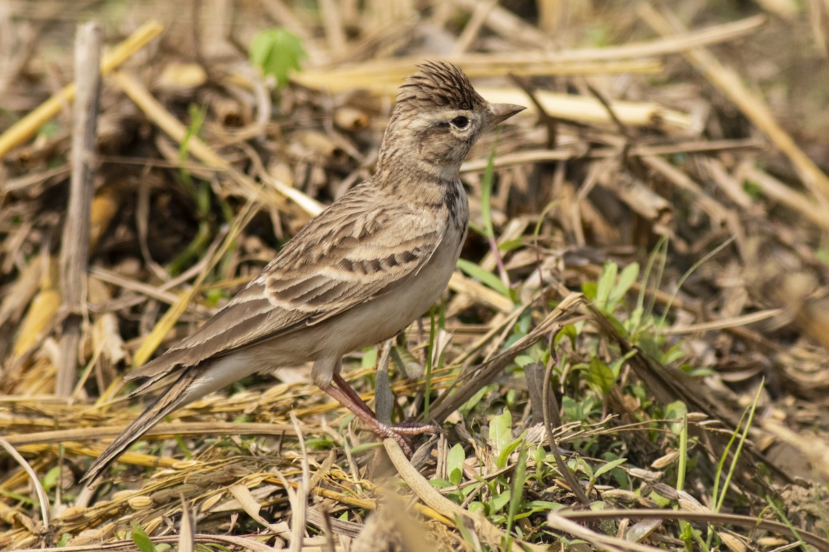 Жайворонок тибетський - ML645394896