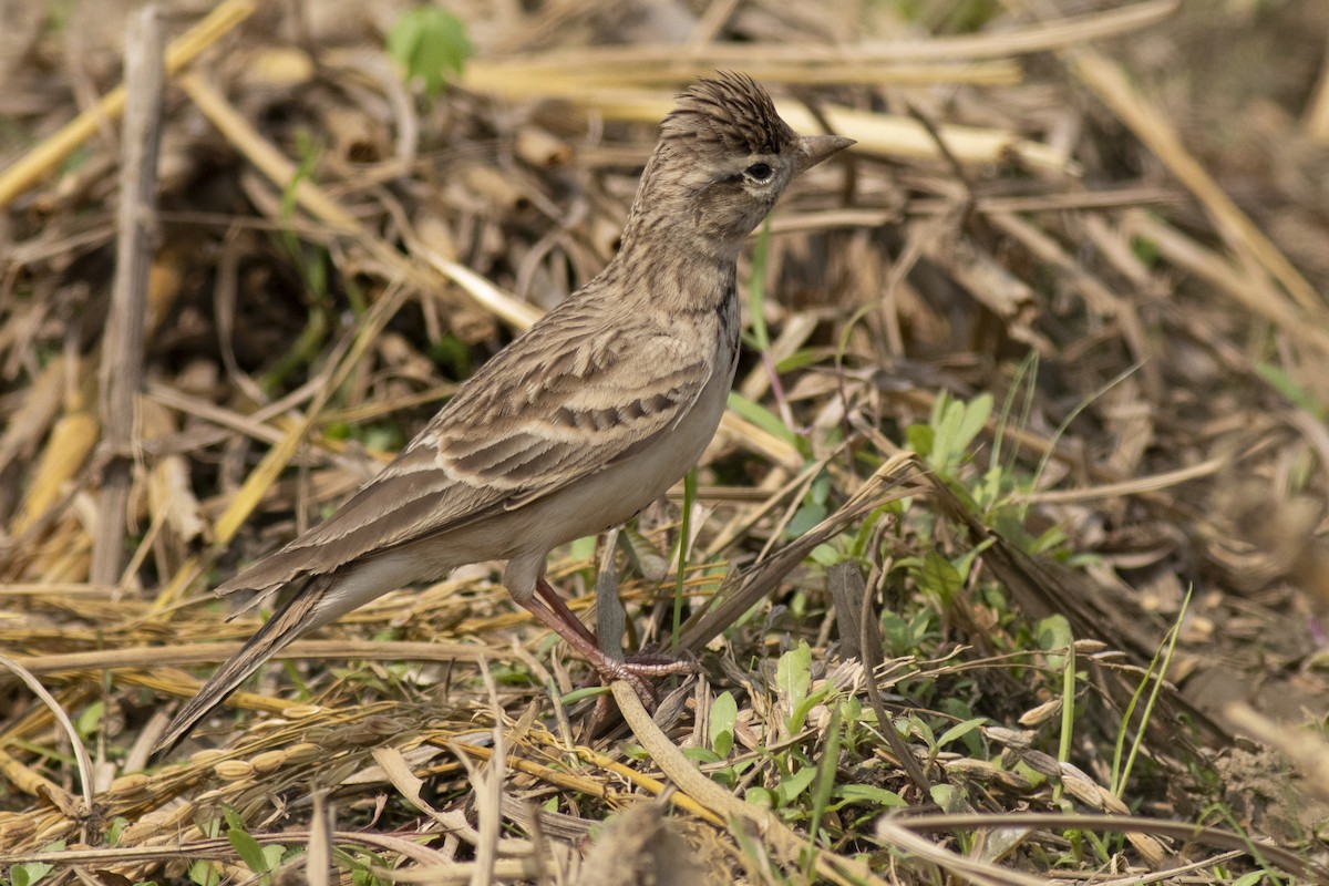 Жайворонок тибетський - ML645394897