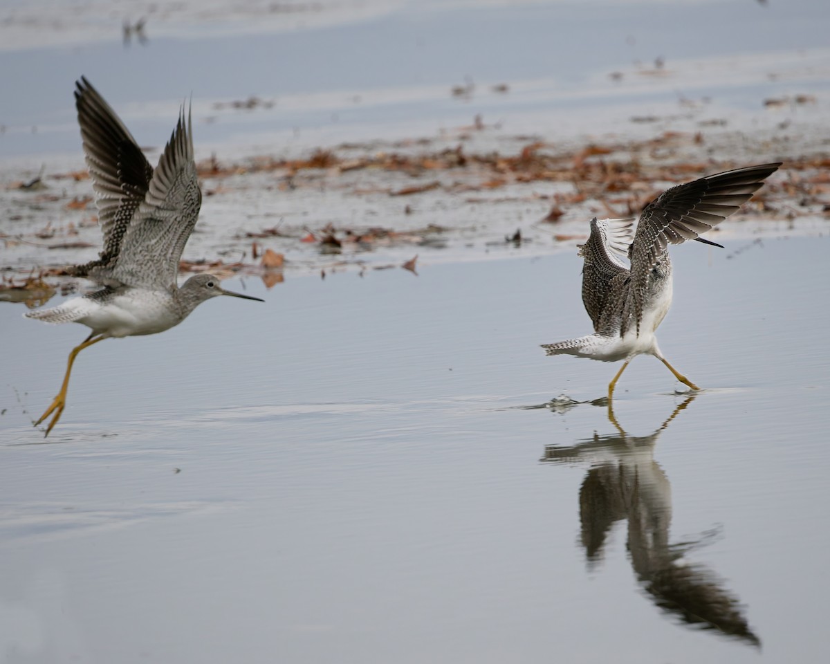 コキアシシギ／オオキアシシギ - ML645394898