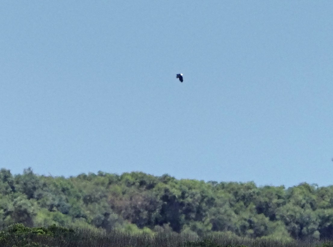 flodørn - ML645394903