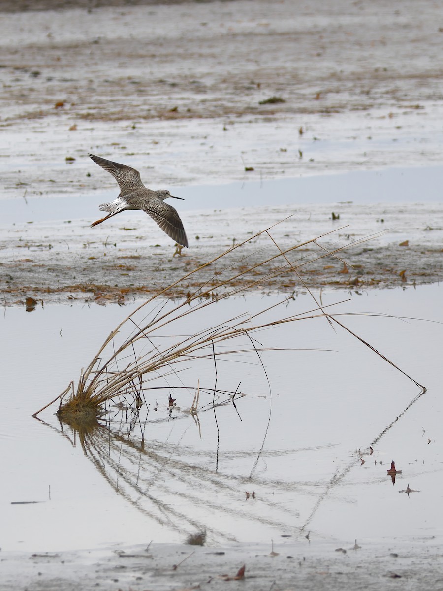 コキアシシギ／オオキアシシギ - ML645394905