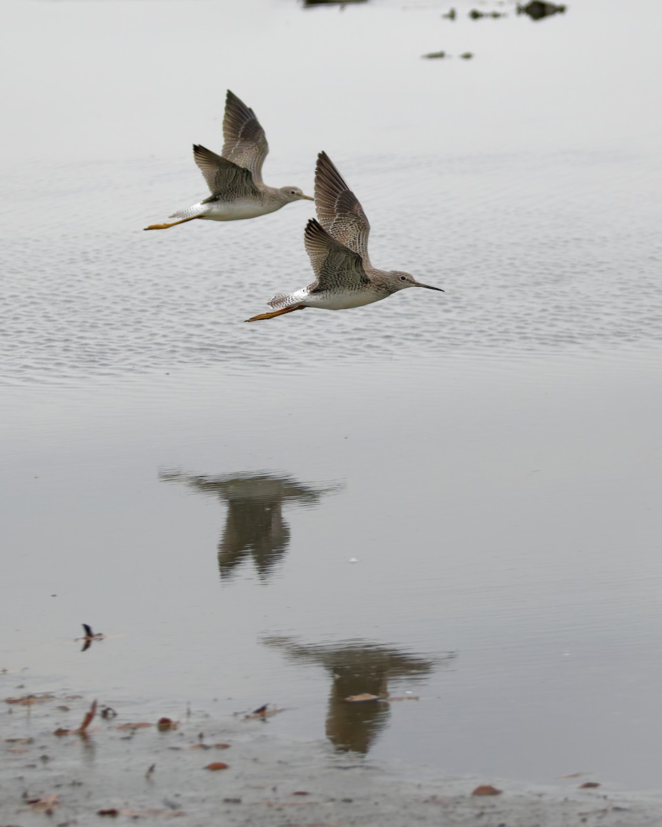コキアシシギ／オオキアシシギ - ML645394923