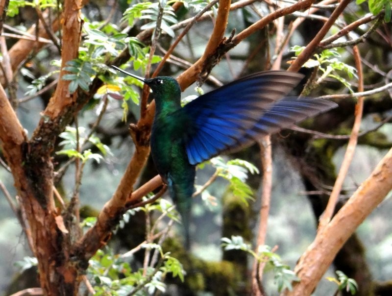 Great Sapphirewing - ML645394925