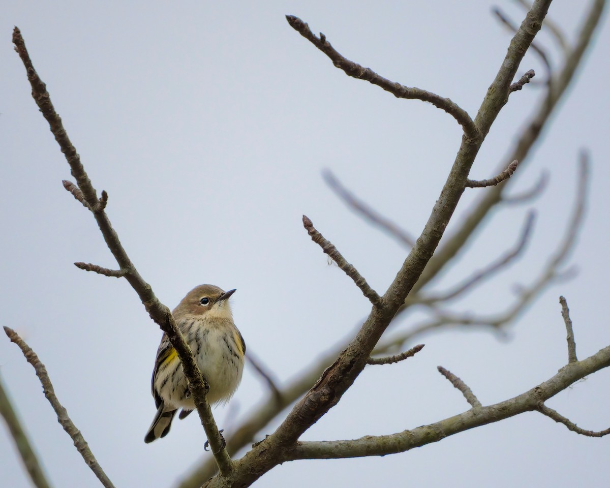 Миртовый певун - ML645394931