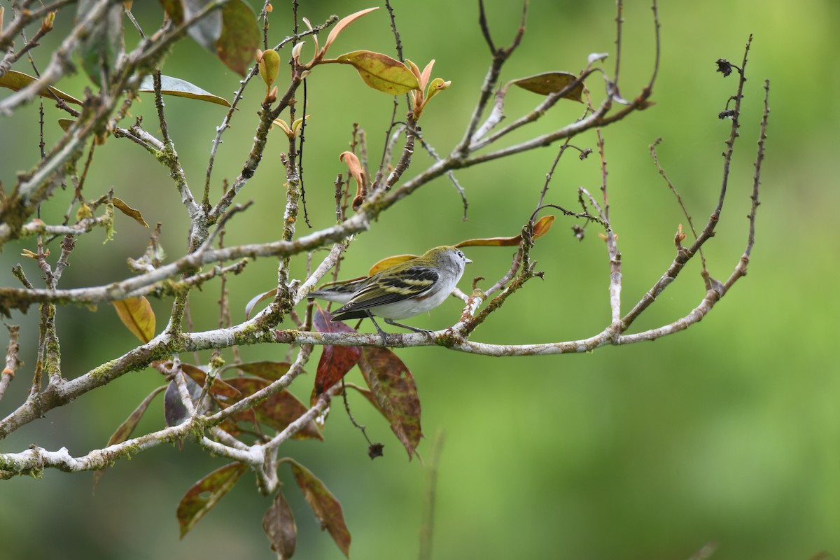 Пісняр-лісовик рудобокий - ML645394932