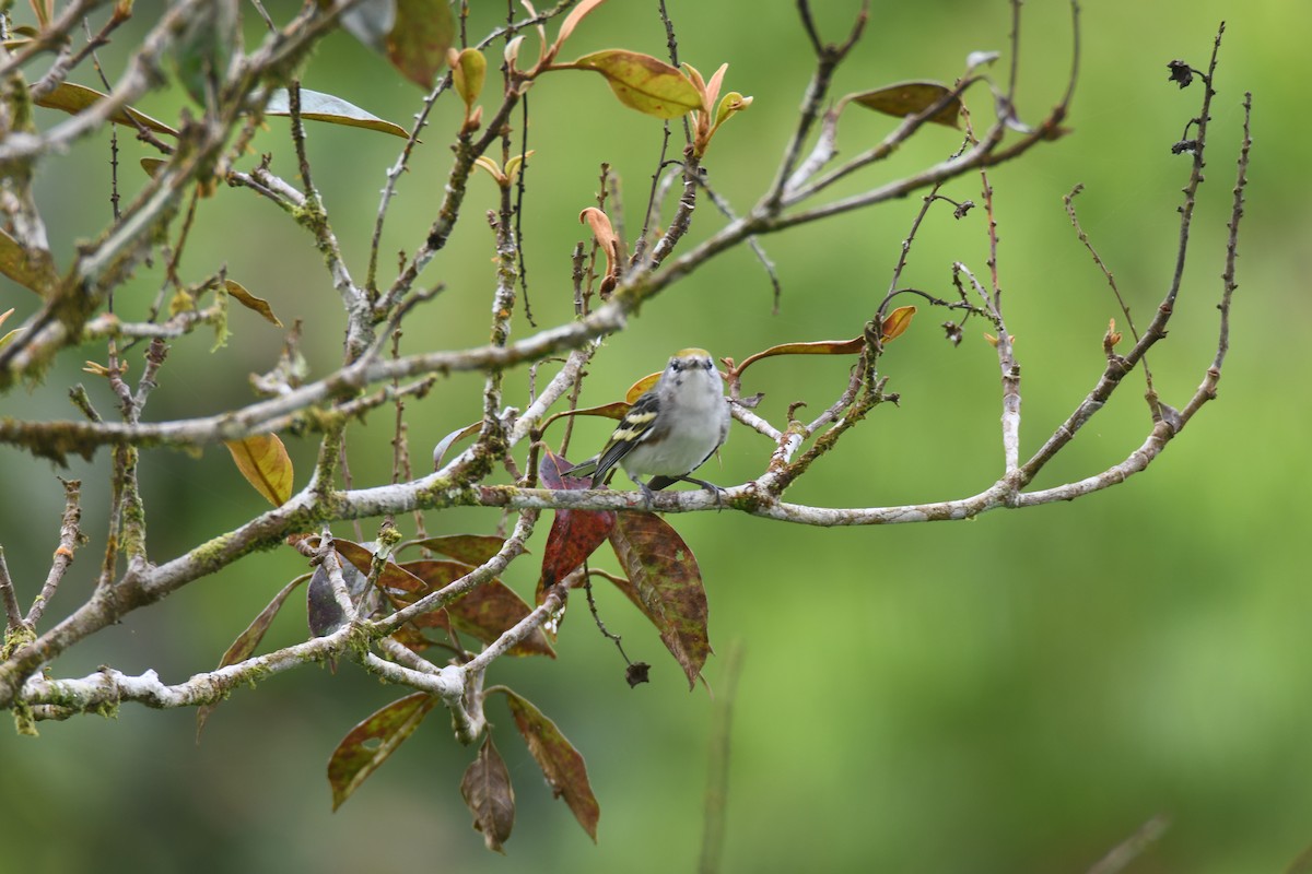 Пісняр-лісовик рудобокий - ML645394933