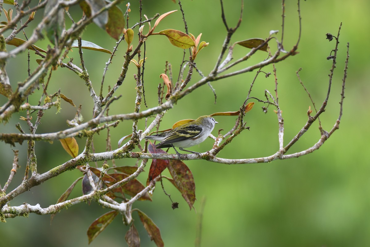 Пісняр-лісовик рудобокий - ML645394934