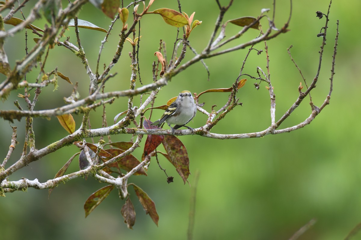 Пісняр-лісовик рудобокий - ML645394935