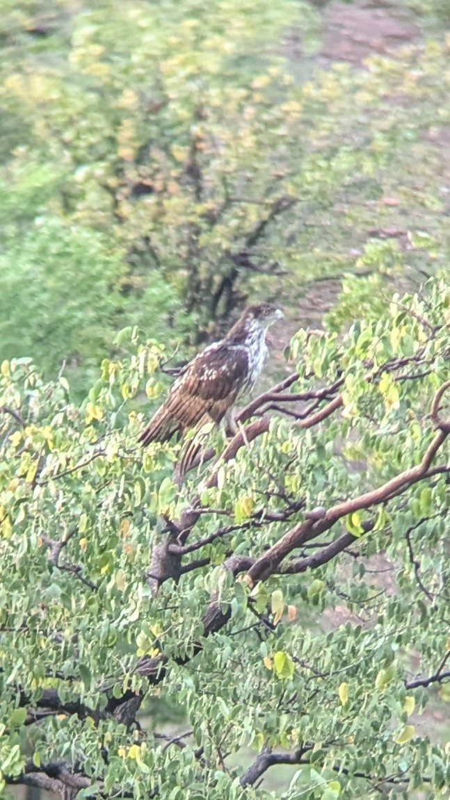 African Hawk-Eagle - ML645394941