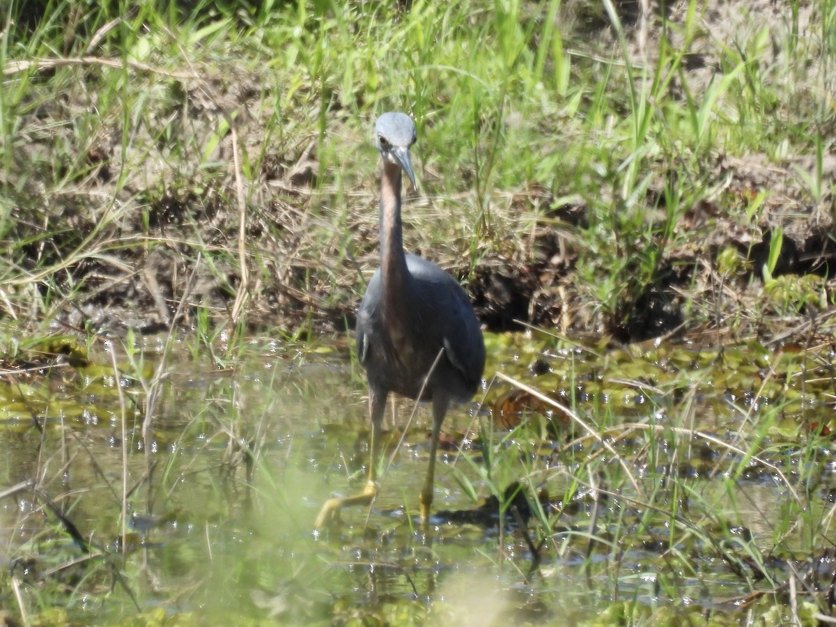Braunkehlreiher - ML645394942