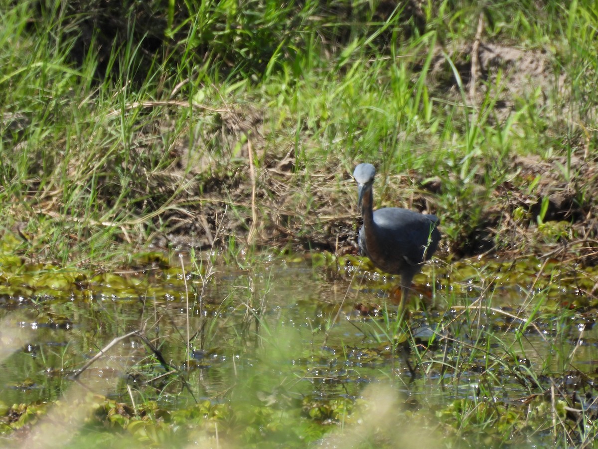 Braunkehlreiher - ML645394943