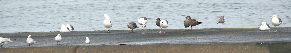 Forster's Tern - ML645394970