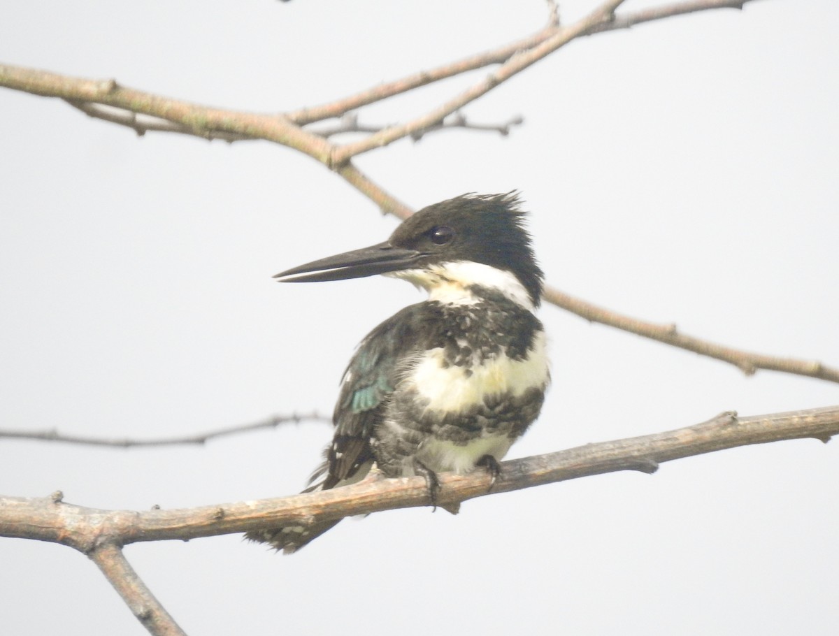 Green Kingfisher - ML645394972