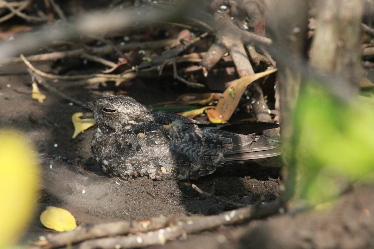 lelek savanový [skupina affinis] - ML645394979