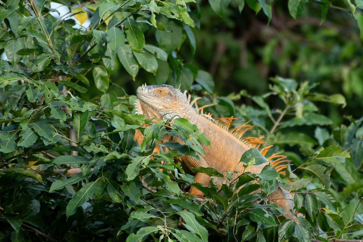 Green Iguana - ML645394995