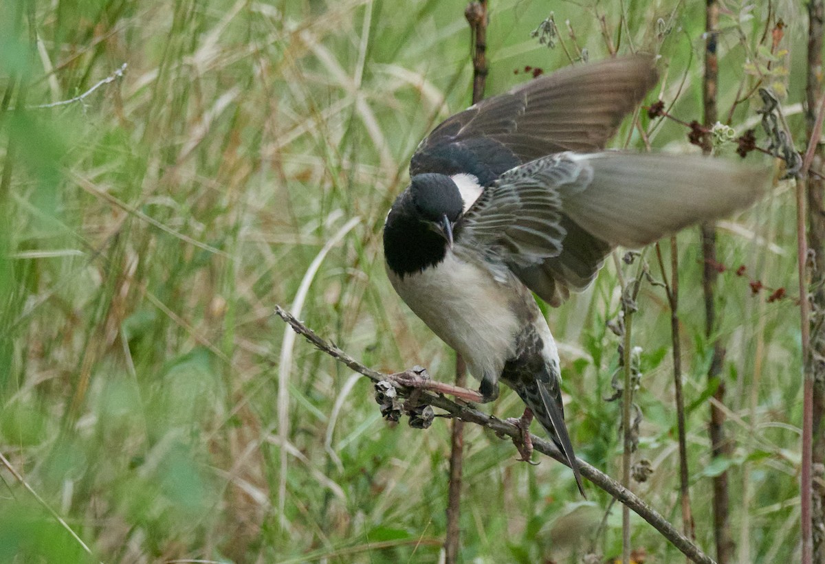 Rosy Starling - ML645395003
