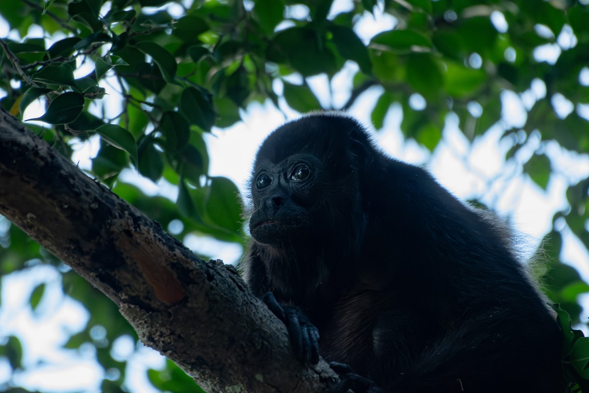 Mantled Howler Monkey - ML645395006