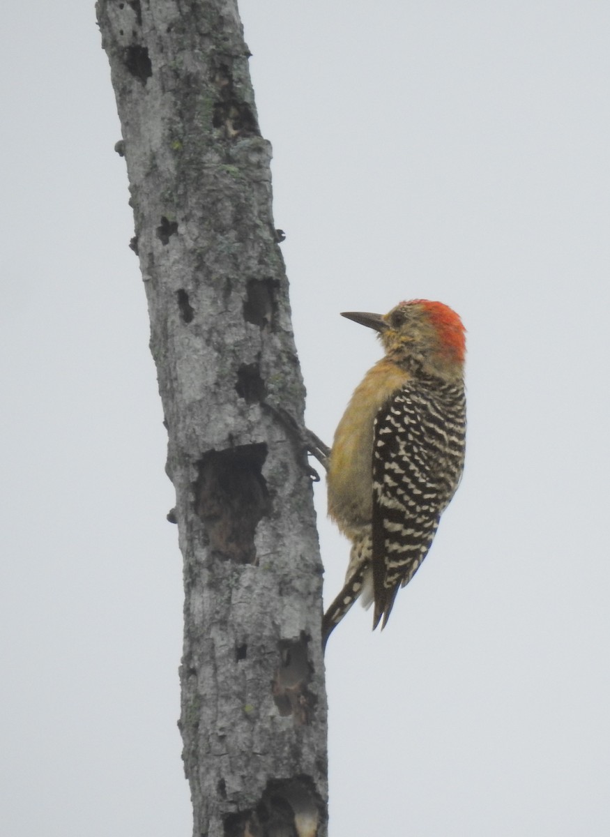 Red-crowned Woodpecker - ML645395010