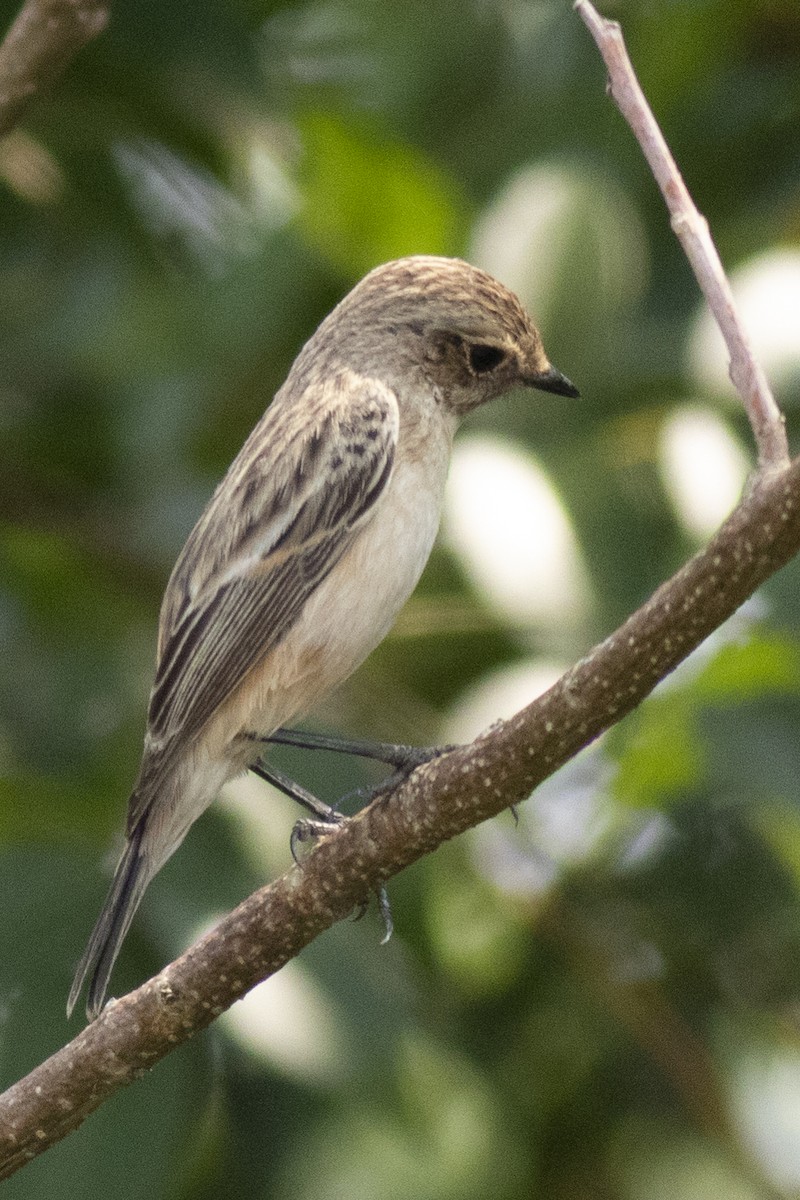 Siberian Stonechat - ML645395011