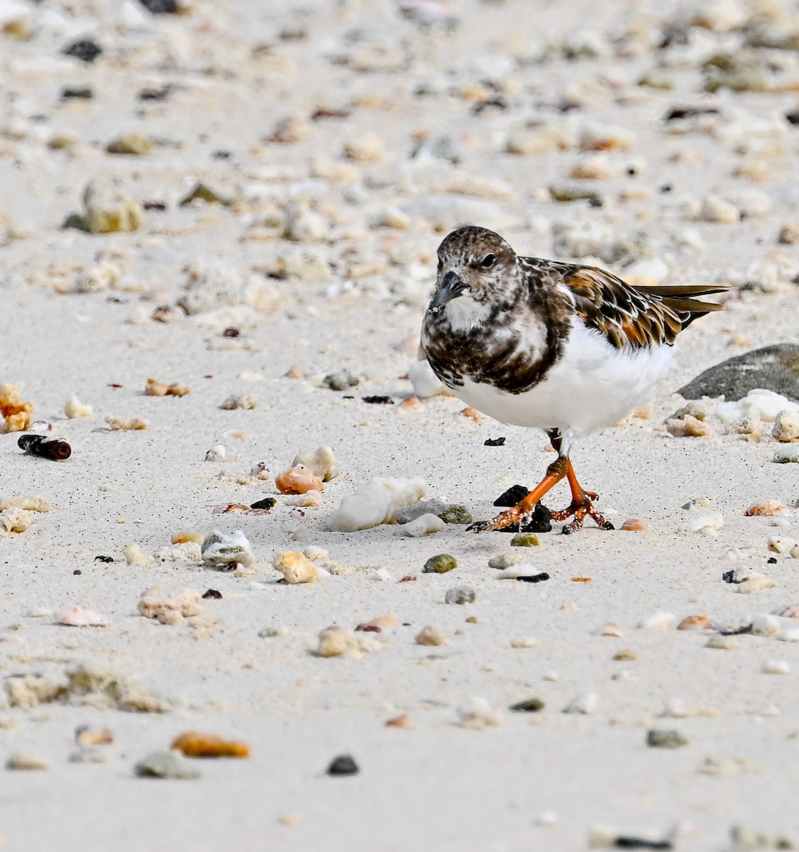 kamenáček pestrý - ML645395014