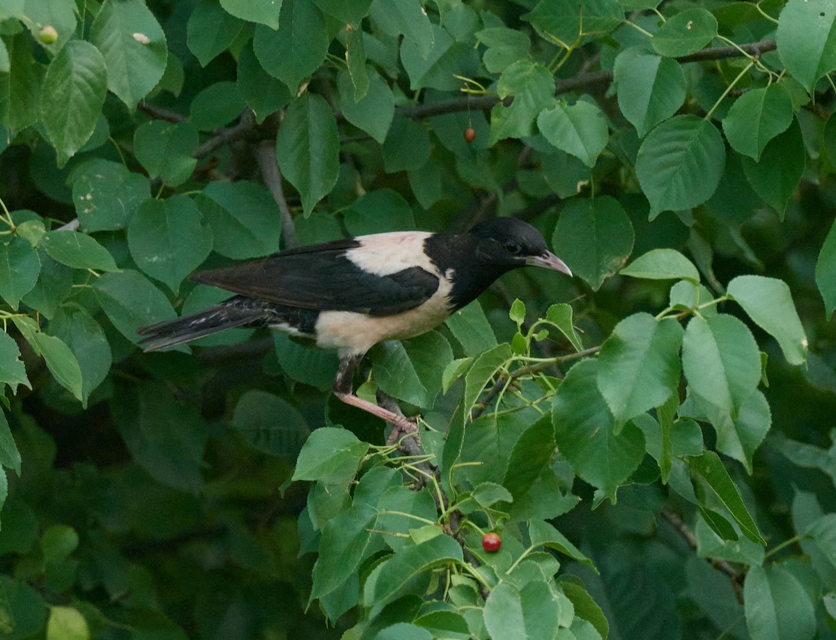 Rosy Starling - ML645395019