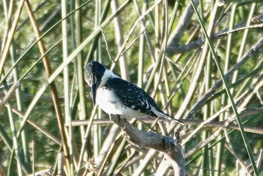 Green Kingfisher - ML645395025