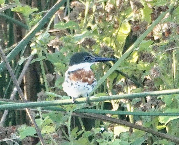 Green Kingfisher - ML645395026