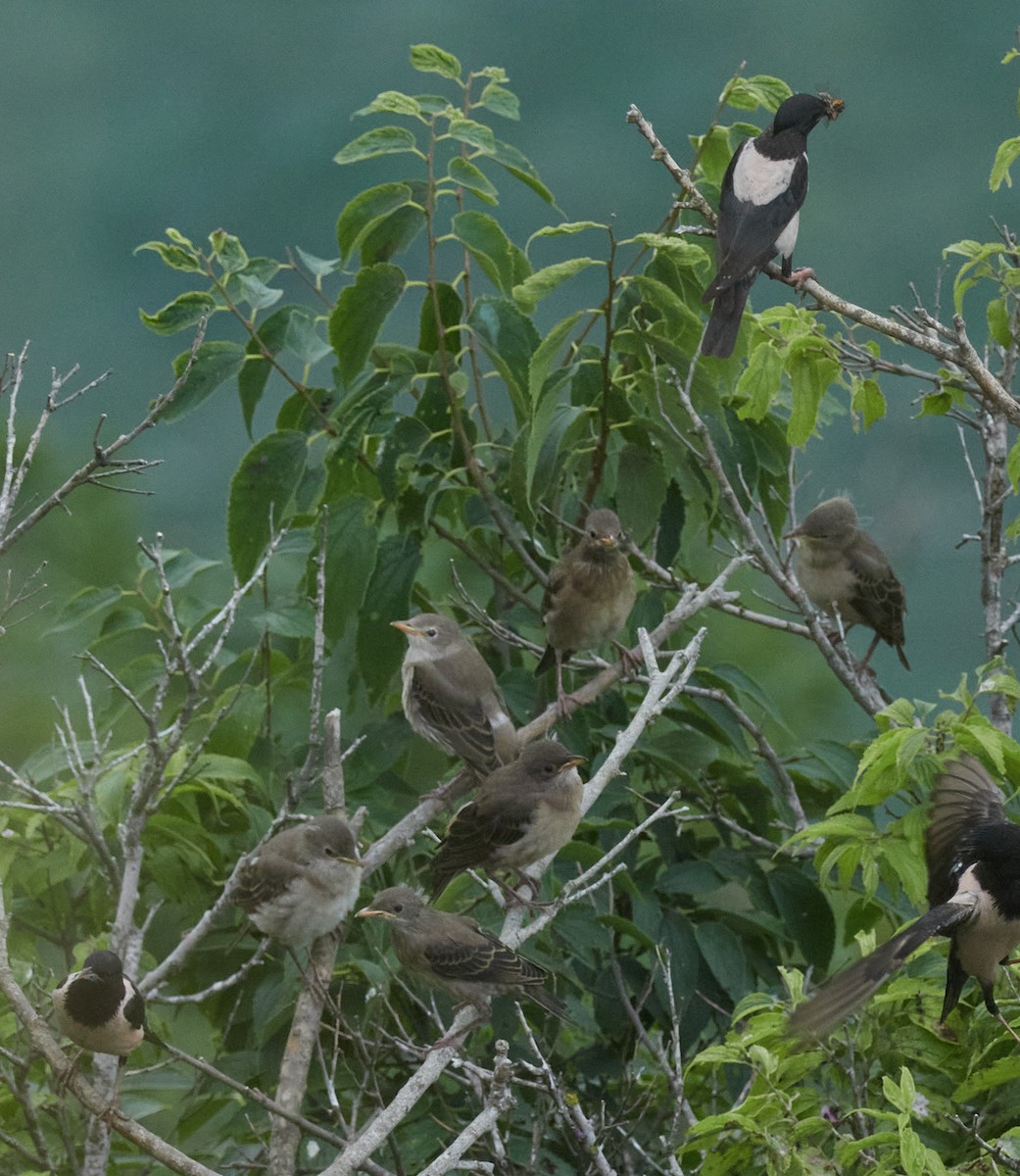 Rosy Starling - ML645395036